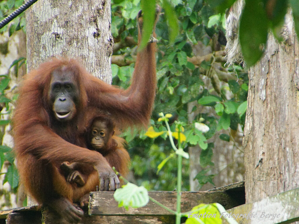 オランウータン：絶滅の危機と私たちができること🦧